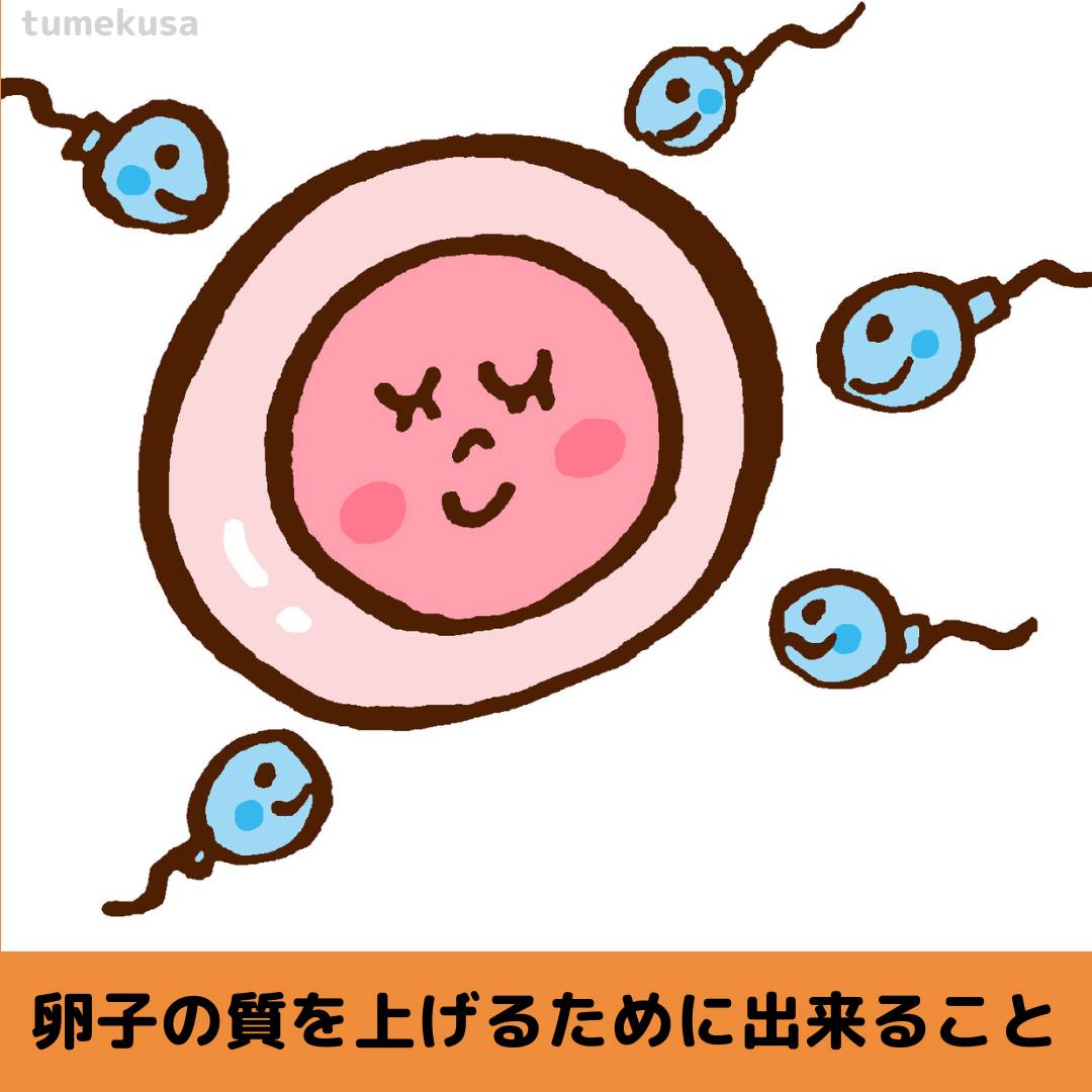 卵子 の 質 を 上げる